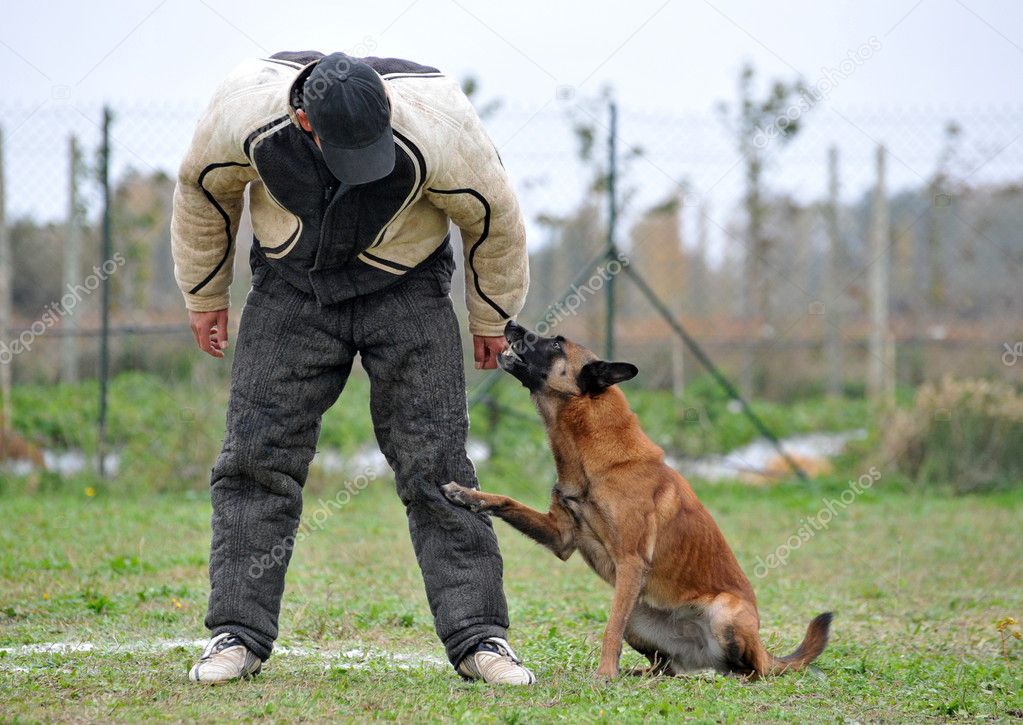 Malinois and man in attack