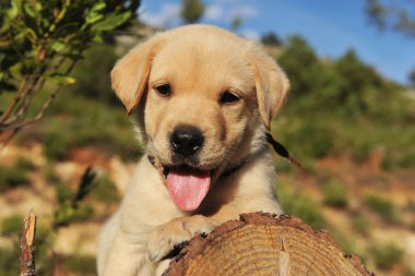 köpek yavrusu labrador geri almak