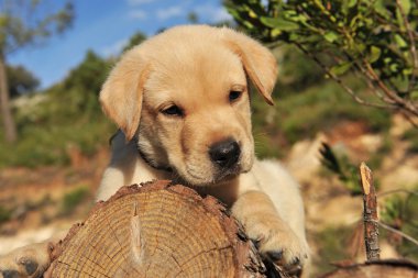 köpek yavrusu labrador geri almak