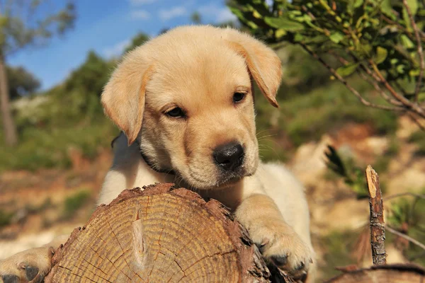 stock image Puppy labrador retriever