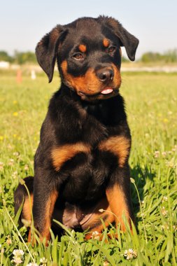 yavru rottweiler