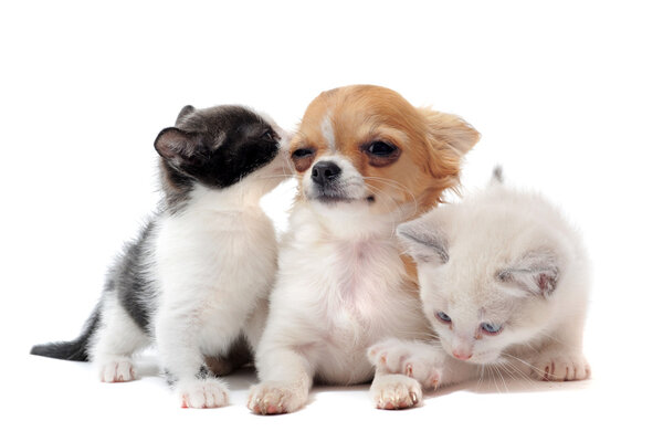 Puppy chihuahua and kitten