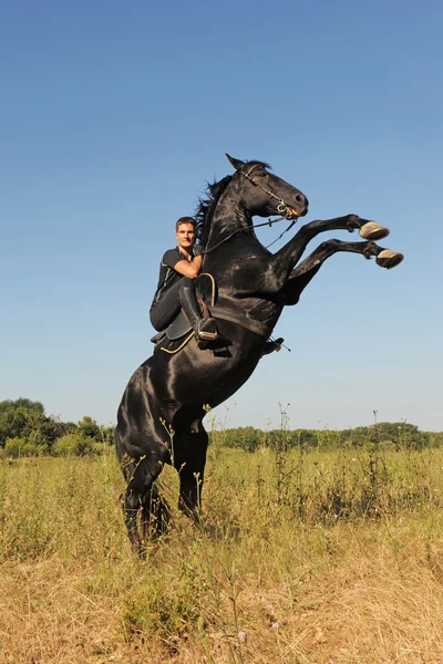 말을 양육 — 스톡 사진