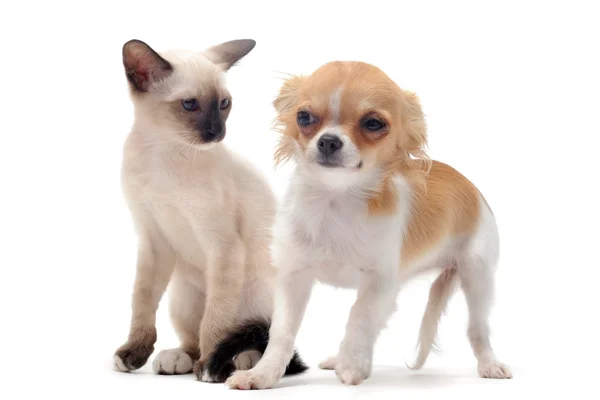 Filhote de cachorro chihuahua e gatinho — Fotografia de Stock