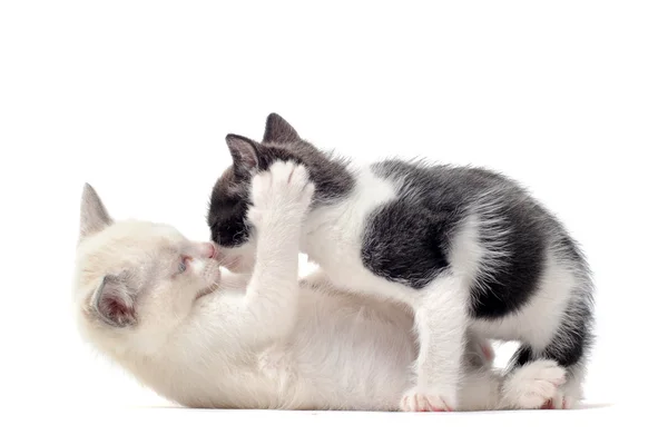遊ぶ子猫 — ストック写真
