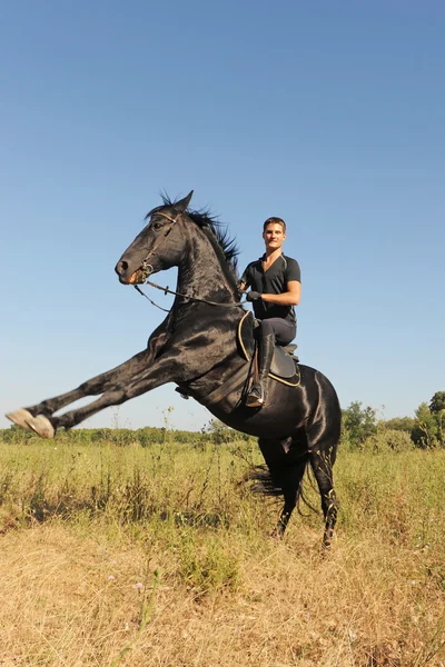 Hodowla koni — Zdjęcie stockowe