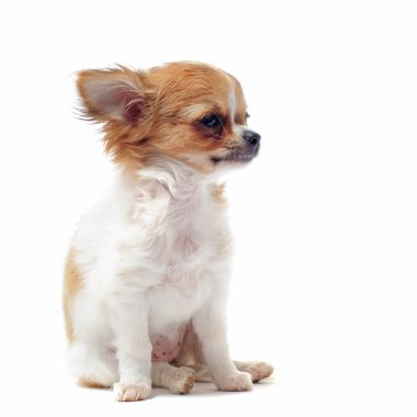 köpek chihuahua