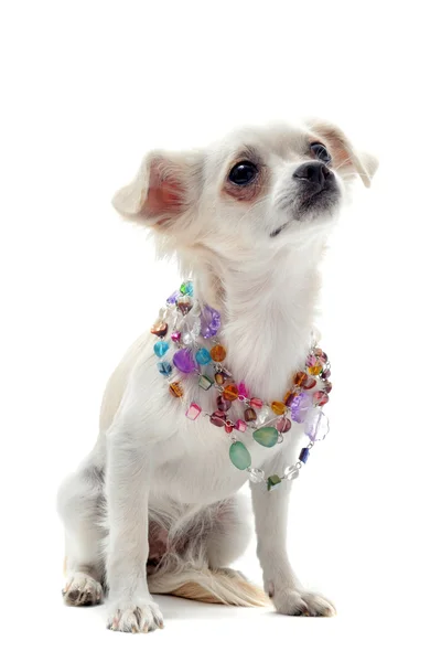 Chihuahua avec col perlé — Photo