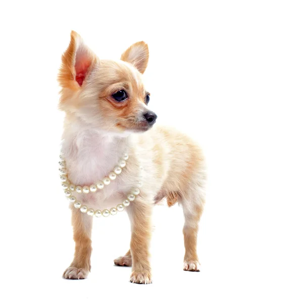 Chihuahua mit Perlenkette — Stockfoto