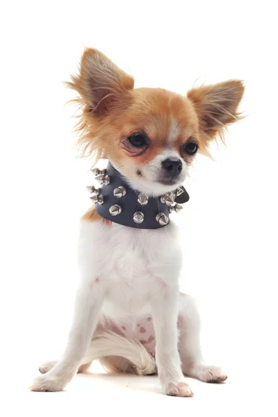 Chihuahua z kolcami kołnierz — Zdjęcie stockowe