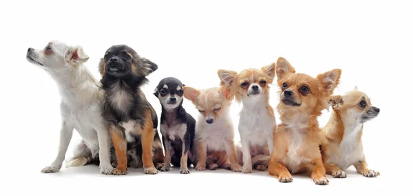 Sieben Chihuahuas — Stockfoto