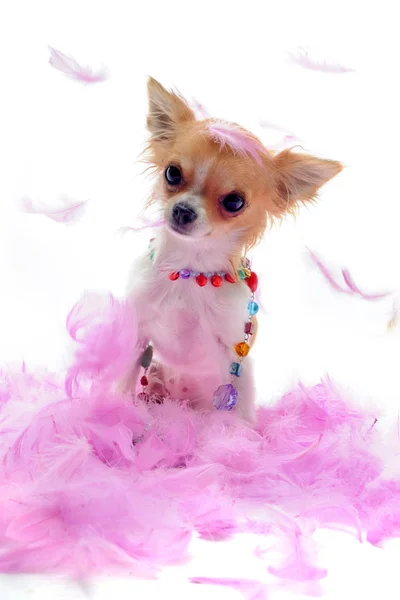 Cucciolo chihuahua con piuma rosa — Foto Stock