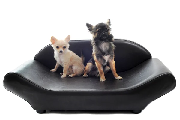Chihuahuas no sofá — Fotografia de Stock