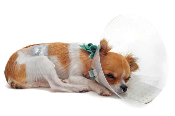 After an operation — Stock Photo, Image