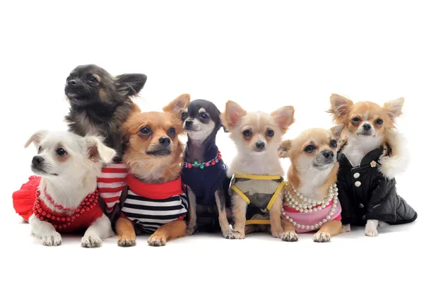 Siedem Chihuahua — Zdjęcie stockowe