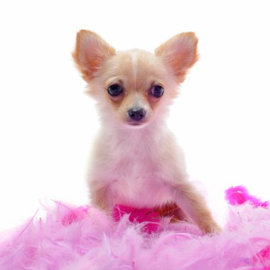 pembe tüy ile chihuahua köpek yavrusu