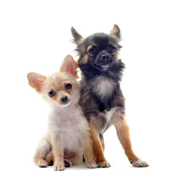 Cachorro e chihuahua adulto — Fotografia de Stock