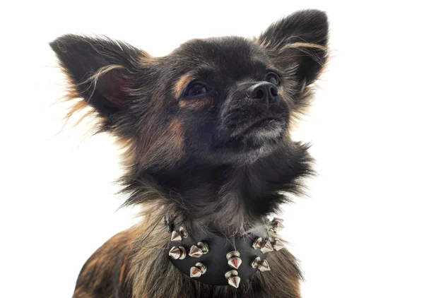 Chihuahua con colletto tempestato — Foto Stock