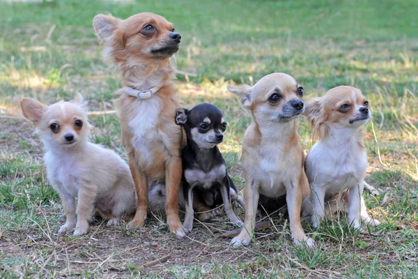 Pięć Chihuahua — Zdjęcie stockowe