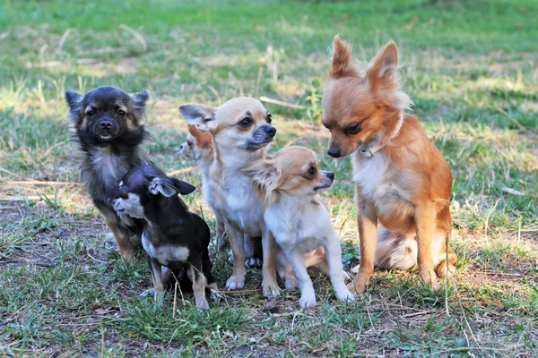 Pięć Chihuahua — Zdjęcie stockowe