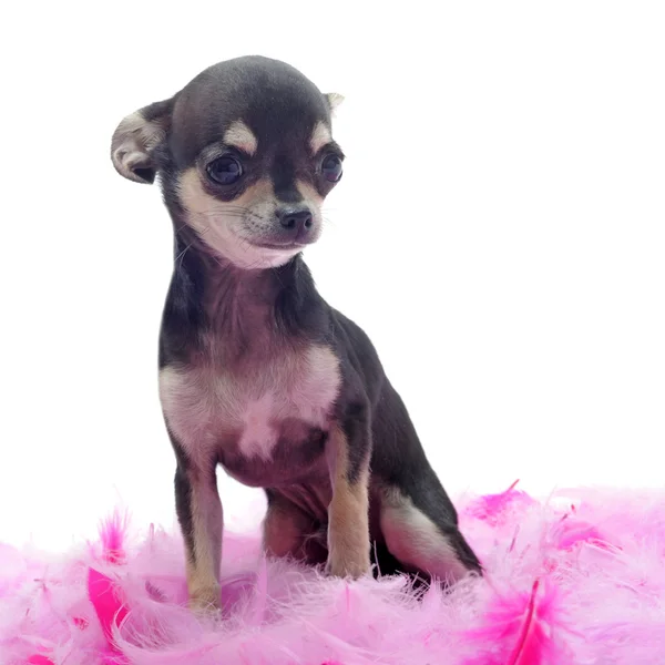 Welpe Chihuahua mit rosa Feder — Stockfoto