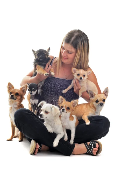 Girl and chihuahuas Stock Picture