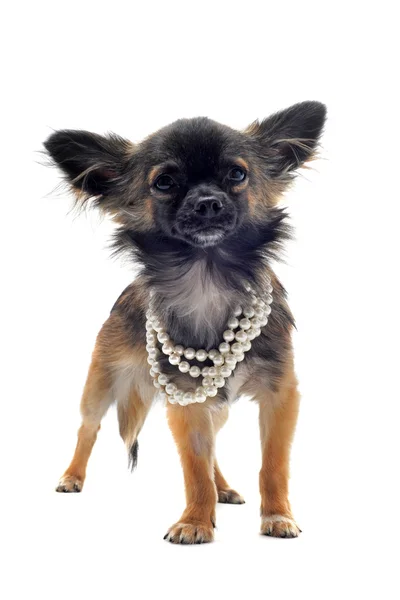 Chihuahua med pärla krage — Stockfoto