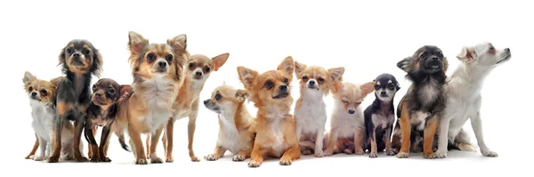 Sieben Chihuahuas — Stockfoto