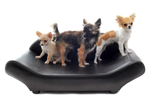Chihuahuas sur canapé — Photo