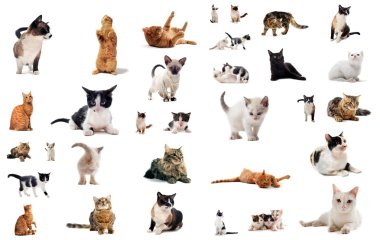 Cats in studio clipart