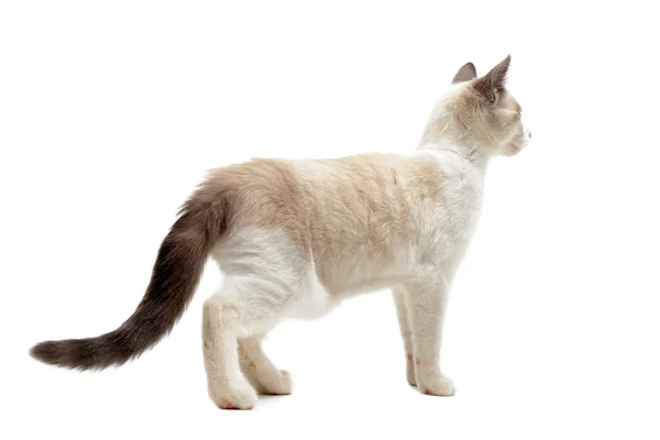 샴 고양이의 뒷면 — 스톡 사진