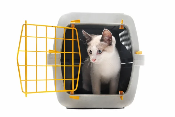 Katje in huisdier vervoerder — Stockfoto