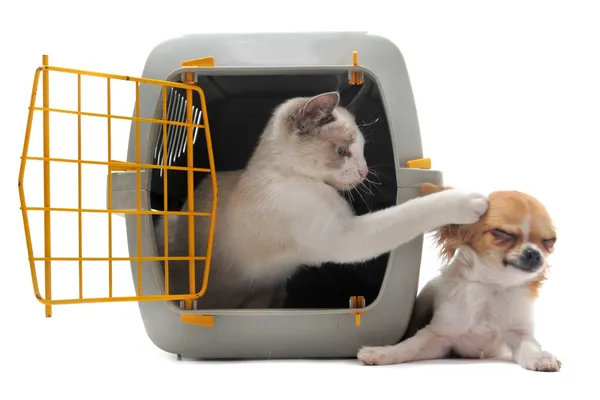 Katje in huisdier vervoerder en chihuahua — Stockfoto
