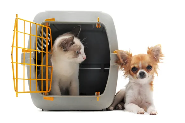 Kitten in pet carrier and chihuahua — Stock Photo, Image