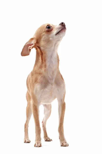 Cabello corto chihuahua — Foto de Stock
