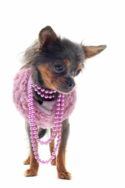 Chihuahua con collar de perlas — Foto de Stock