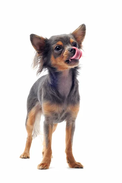Hungriger Chihuahua — Stockfoto