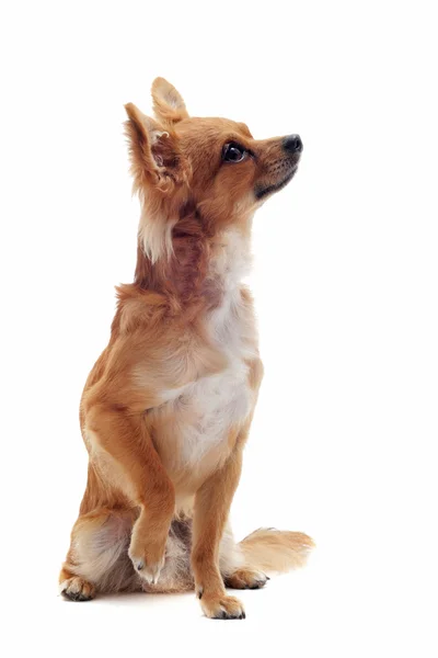 Chihuahua marrone — Foto Stock