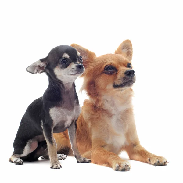 Cachorro y chihuahuas adultos — Foto de Stock