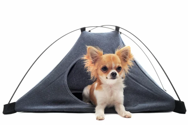 Puppy chihuahua in camp tent — Stock Photo, Image