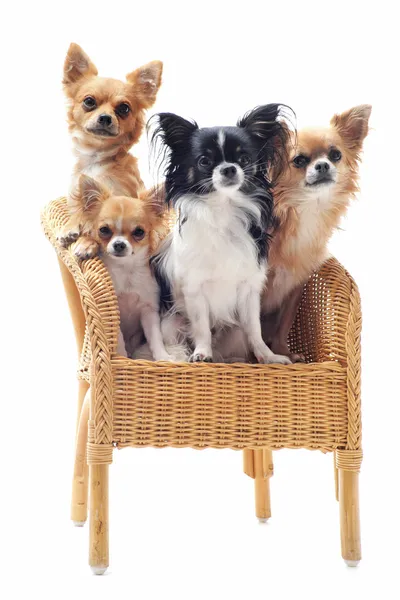 Vier Chihuahuas auf einem Stuhl — Stockfoto
