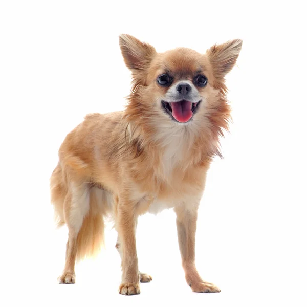 Brauner Chihuahua — Stockfoto