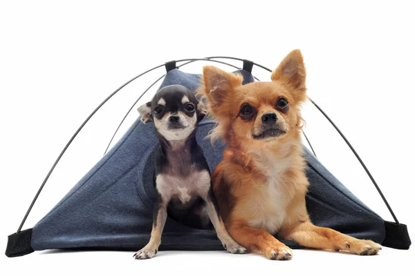 Valp och vuxen chihuahuas i tält — Stockfoto
