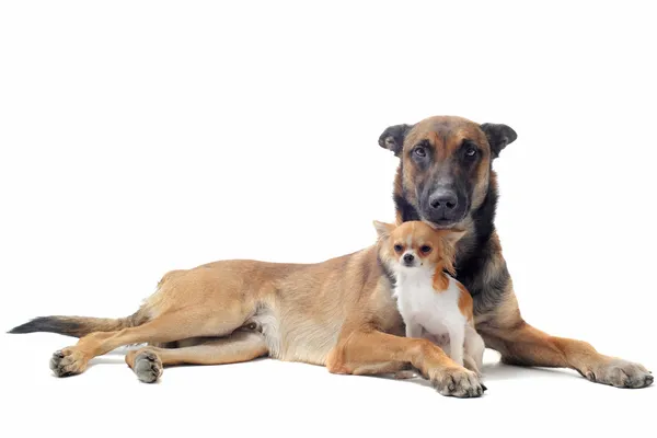 Cachorro chihuahua y malcom — Foto de Stock