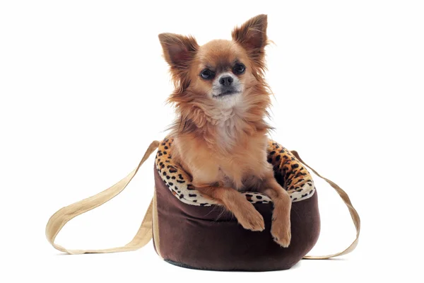 Reisetasche und Chihuahua — Stockfoto