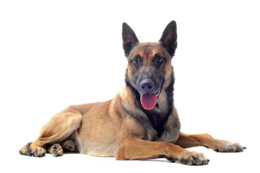 Malinois