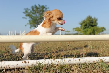 Chihuahua atlama