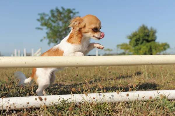 Chihuahua saltando — Foto de Stock