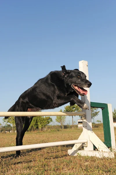 Stary pies abrador w agility — Zdjęcie stockowe