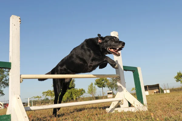 Labrador retriever i agility — Stockfoto